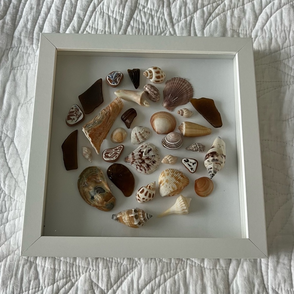 Framed Seashell Collection Art